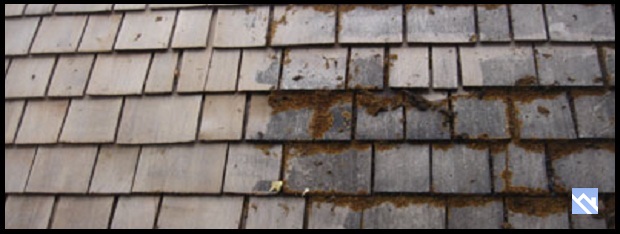 cedar shake cleaning company
