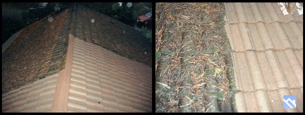 tile moss removal